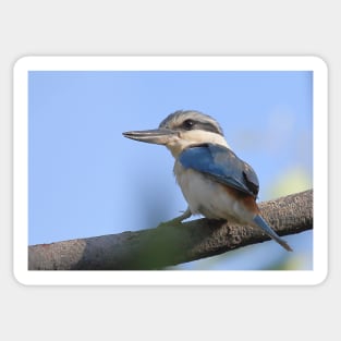 Red-backed Kingfisher Sticker